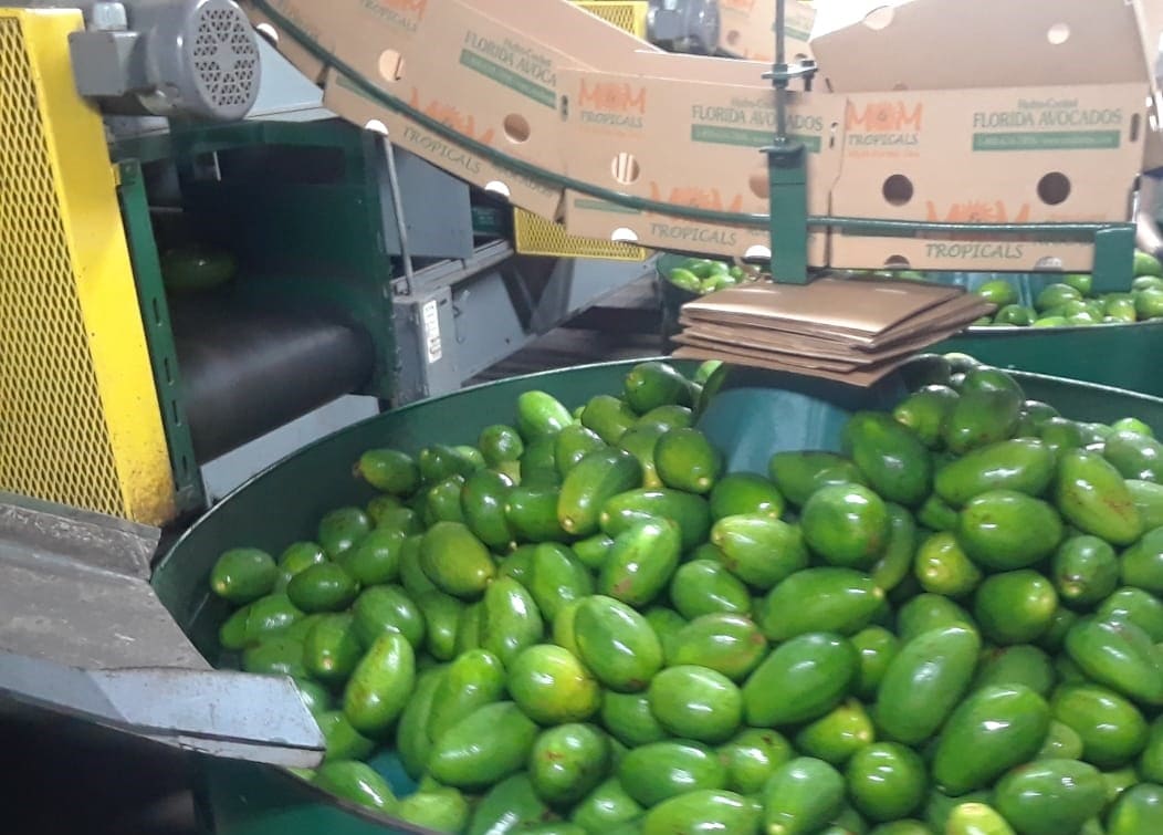 Avocados on the packing line