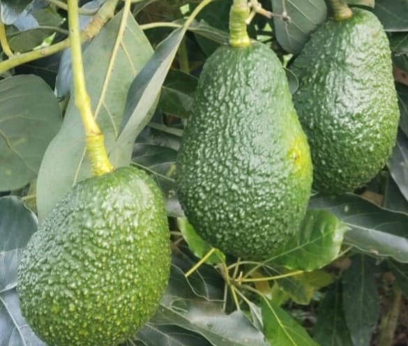 Avocados on the tree